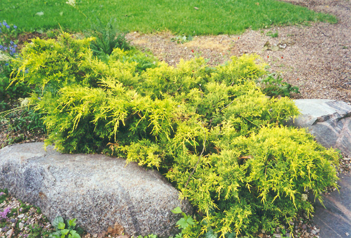 Gold Coast Juniper (Juniperus x media 'Gold Coast') at Dutch Growers Garden Centre