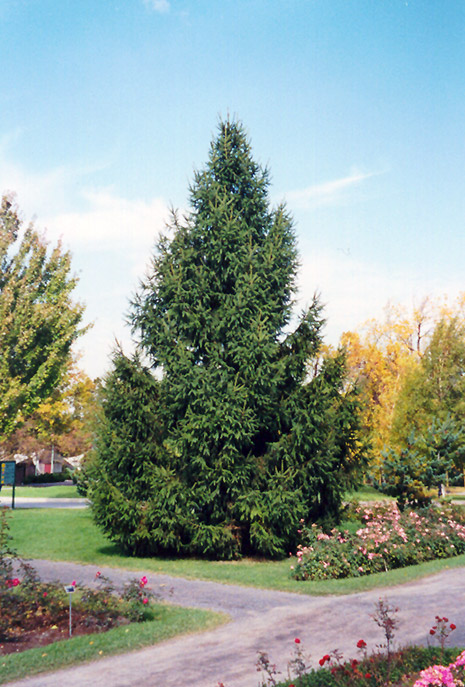 Norway Spruce (Picea abies) at Dutch Growers Garden Centre