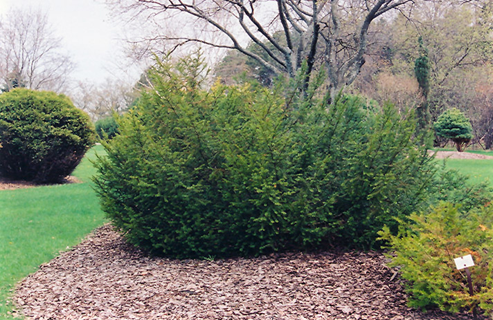Canadian Yew (Taxus canadensis) at Dutch Growers Garden Centre