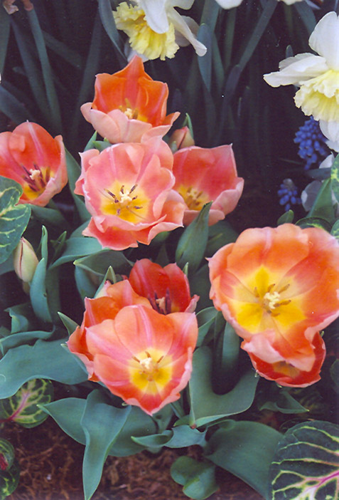 Apricot Beauty Tulip (Tulipa 'Apricot Beauty') at Dutch Growers Garden Centre