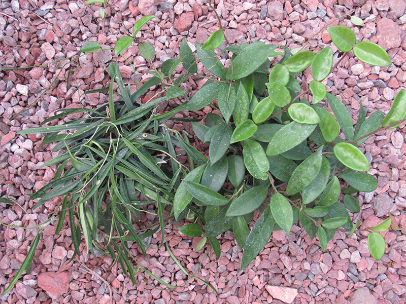 Jade Wax Plant (Hoya carnosa 'Jade') at Dutch Growers Garden Centre
