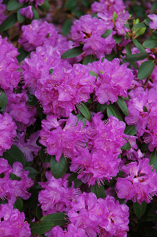 Compact P.J.M. Rhododendron (Rhododendron 'P.J.M. Compact') at Dutch Growers Garden Centre