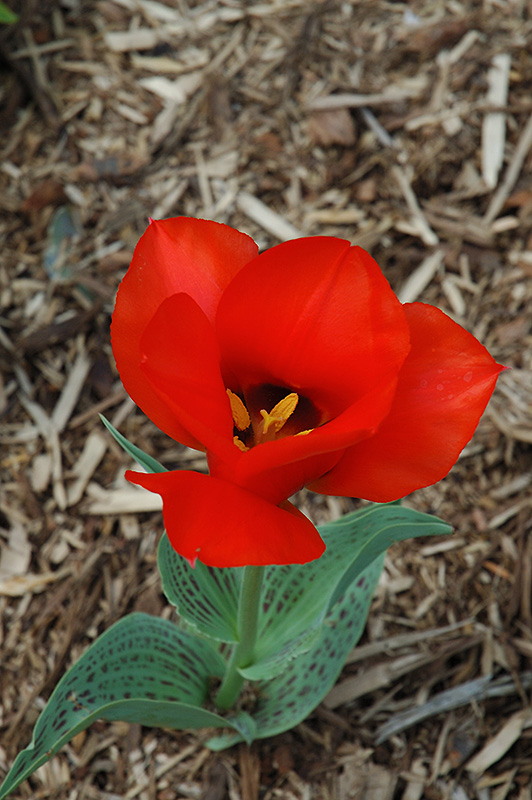 Casa Grande Tulip (Tulipa 'Casa Grande') at Dutch Growers Garden Centre