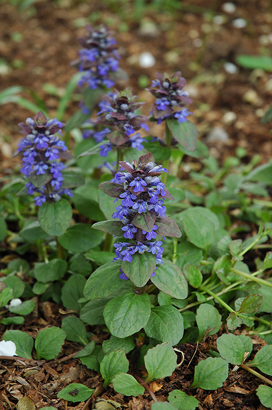 Caitlin's Giant Bugleweed (Ajuga reptans 'Caitlin's Giant') at Dutch Growers Garden Centre