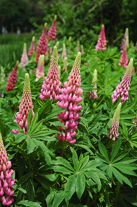 Russell Red Lupine (Lupinus 'Russell Red') at Dutch Growers Garden Centre