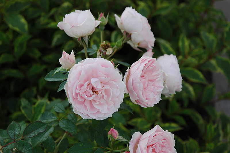 Morden Blush Rose (Rosa 'Morden Blush') at Dutch Growers Garden Centre