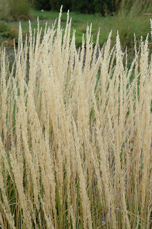 Karl Foerster Reed Grass (Calamagrostis x acutiflora 'Karl Foerster') at Dutch Growers Garden Centre