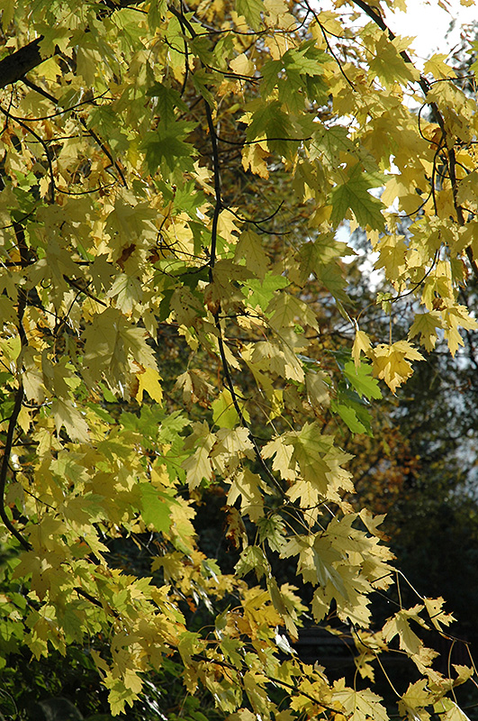 Silver Maple (Acer saccharinum) at Dutch Growers Garden Centre
