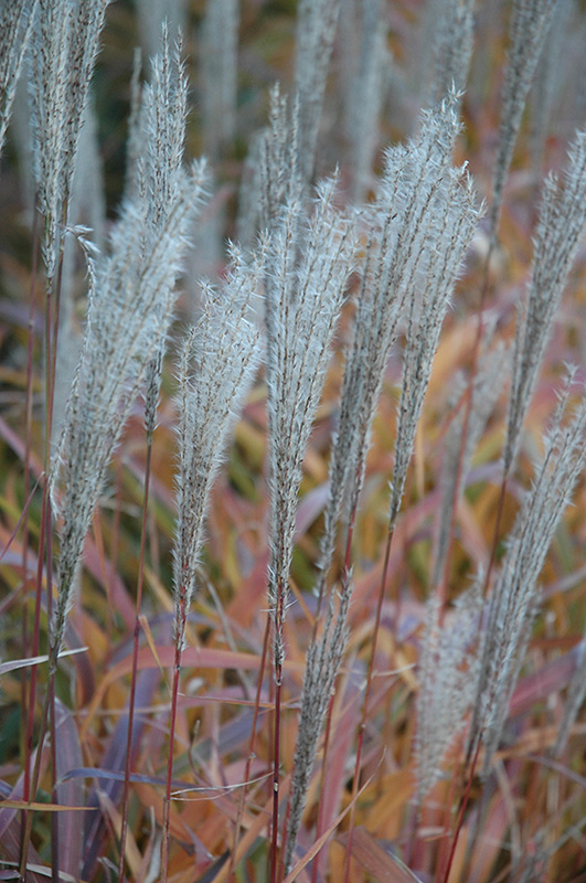 Flame Grass (Miscanthus sinensis 'Purpurascens') at Dutch Growers Garden Centre