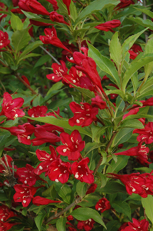 Image of Close-up of weigela red prince flowers