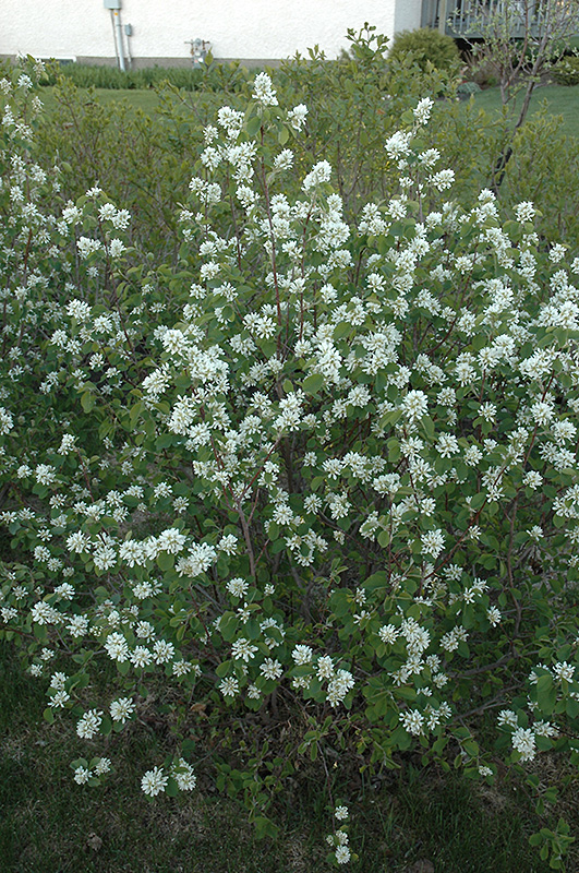 Northline Saskatoon (Amelanchier alnifolia 'Northline') at Dutch Growers Garden Centre