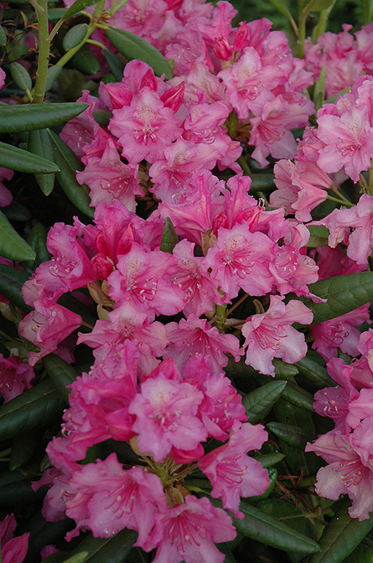 Hellikki Rhododendron (Rhododendron 'Hellikki') at Dutch Growers Garden Centre