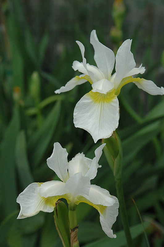 Snow Queen Siberian Iris (Iris sibirica 'Snow Queen') at Dutch Growers Garden Centre
