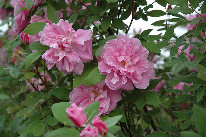 Therese Bugnet Rose (Rosa 'Therese Bugnet') at Dutch Growers Garden Centre