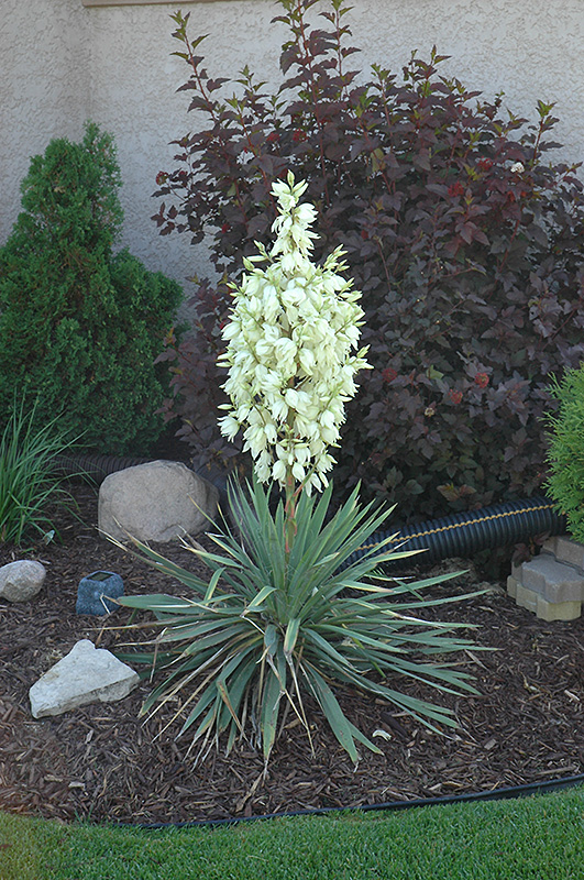 Small Soapweed (Yucca glauca) at Dutch Growers Garden Centre