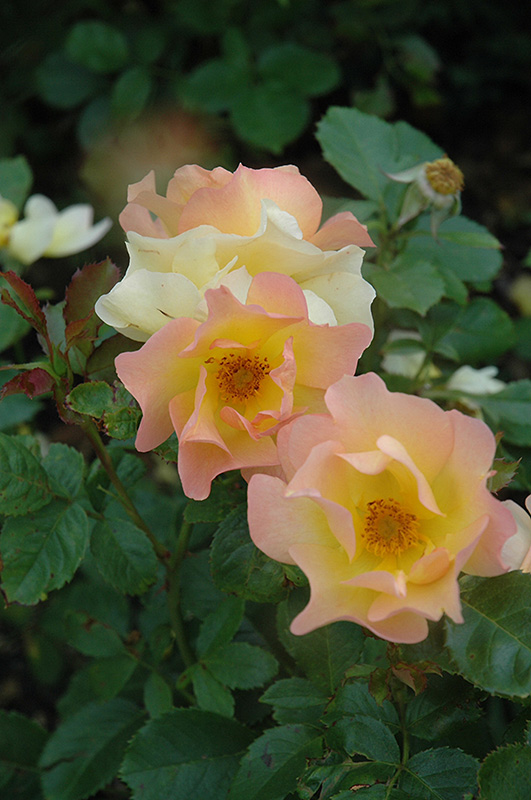 Morden Sunrise Rose (Rosa 'Morden Sunrise') at Dutch Growers Garden Centre