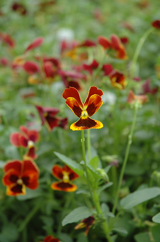 Arkwright Ruby Pansy (Viola 'Arkwright Ruby') at Dutch Growers Garden Centre