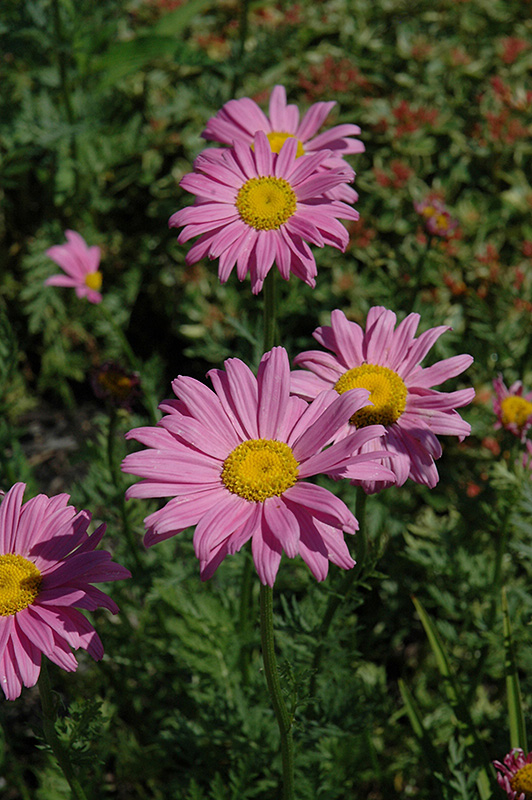 Robinson's Pink Painted Daisy (Tanacetum coccineum 'Robinson's Pink') at Dutch Growers Garden Centre