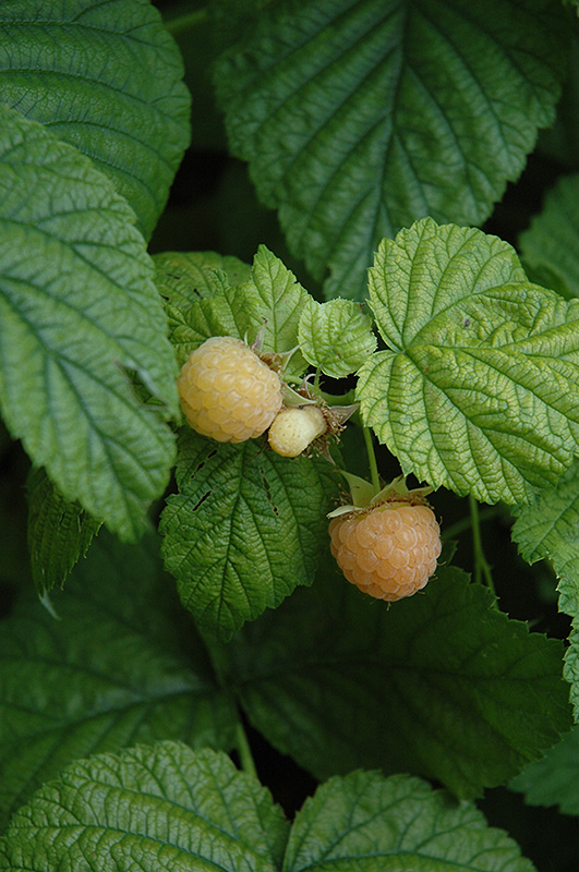 Fall Gold Raspberry (Rubus 'Fall Gold') at Dutch Growers Garden Centre