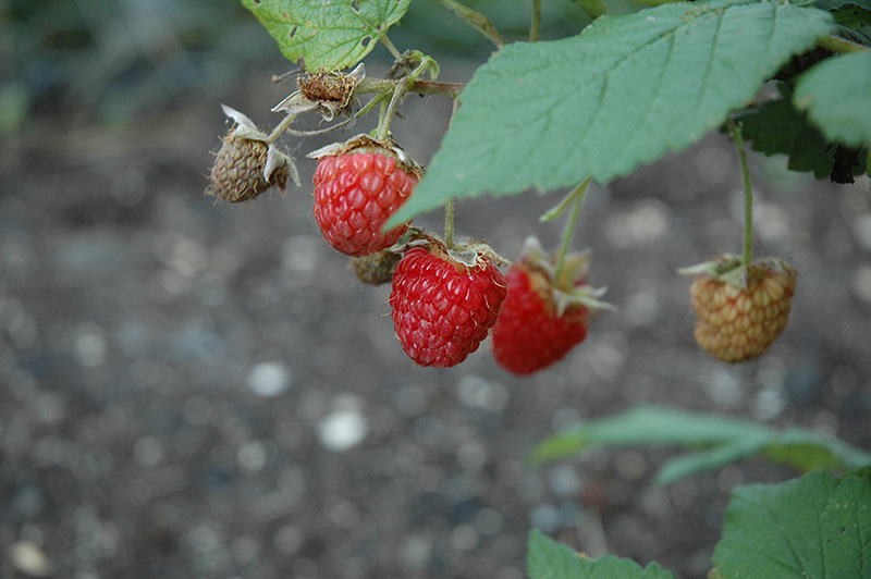 Double Delight Raspberry (Rubus 'Double Delight') at Dutch Growers Garden Centre