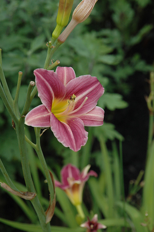 Mary Reed Daylily (Hemerocallis 'Mary Reed') at Dutch Growers Garden Centre