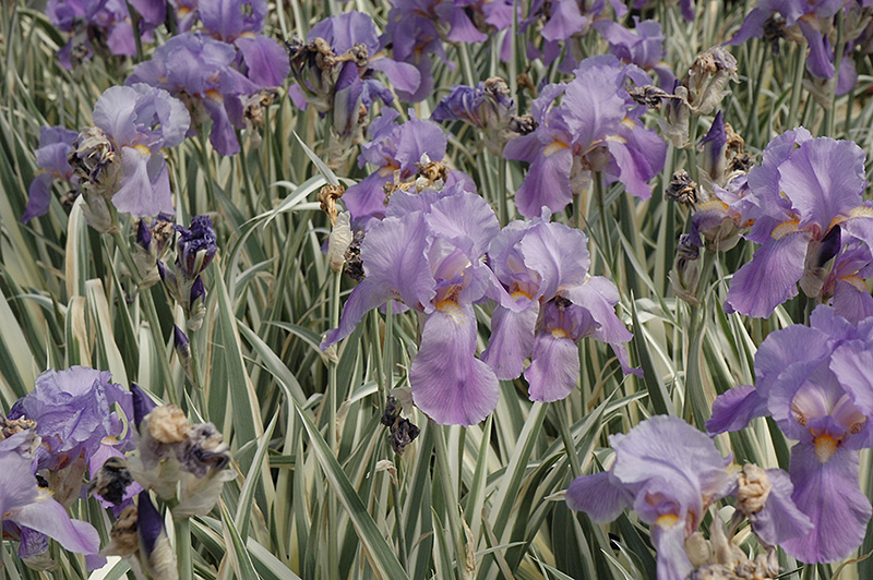 Variegated Sweet Iris (Iris pallida 'Variegata') at Dutch Growers Garden Centre