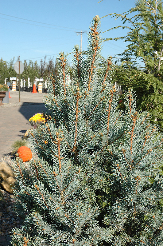 Iseli Fastigiate Spruce (Picea pungens 'Iseli Fastigiata') at Dutch Growers Garden Centre