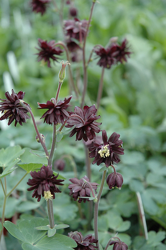 Black Barlow Columbine (Aquilegia vulgaris 'Black Barlow') at Dutch Growers Garden Centre