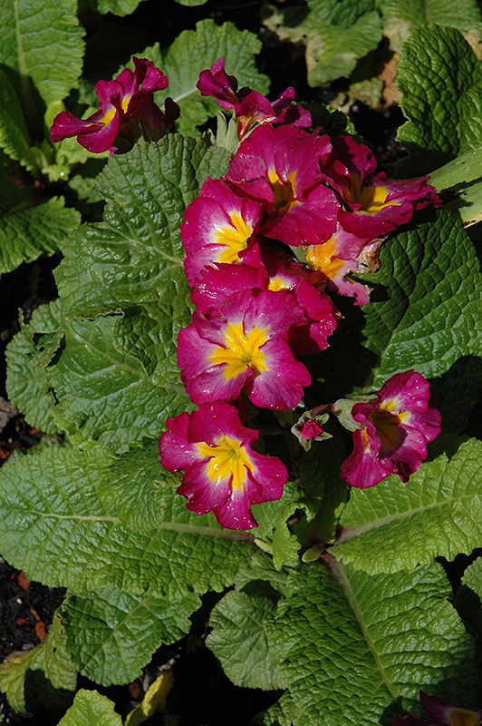 Giant Cowslip (Primula florindae) at Dutch Growers Garden Centre