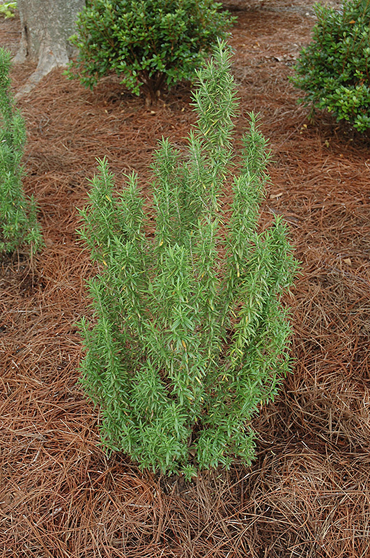 Upright Rosemary (Rosmarinus officinalis 'Upright') at Dutch Growers Garden Centre