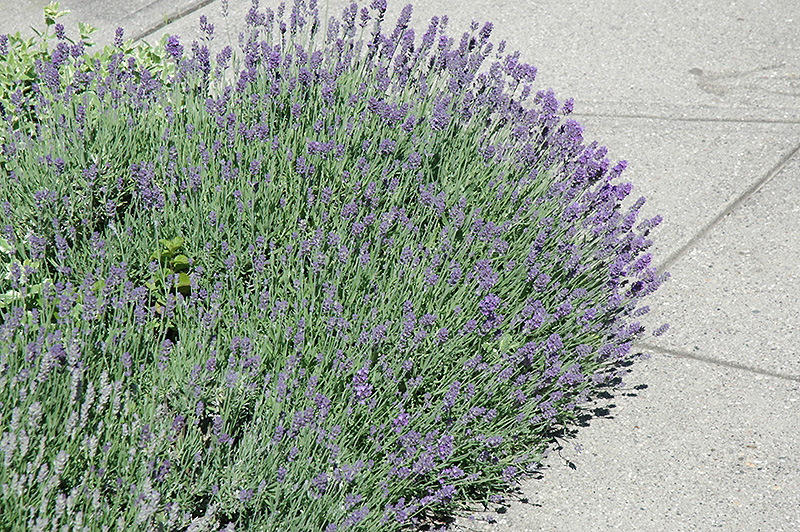 Munstead Lavender (Lavandula angustifolia 'Munstead') at Dutch Growers Garden Centre