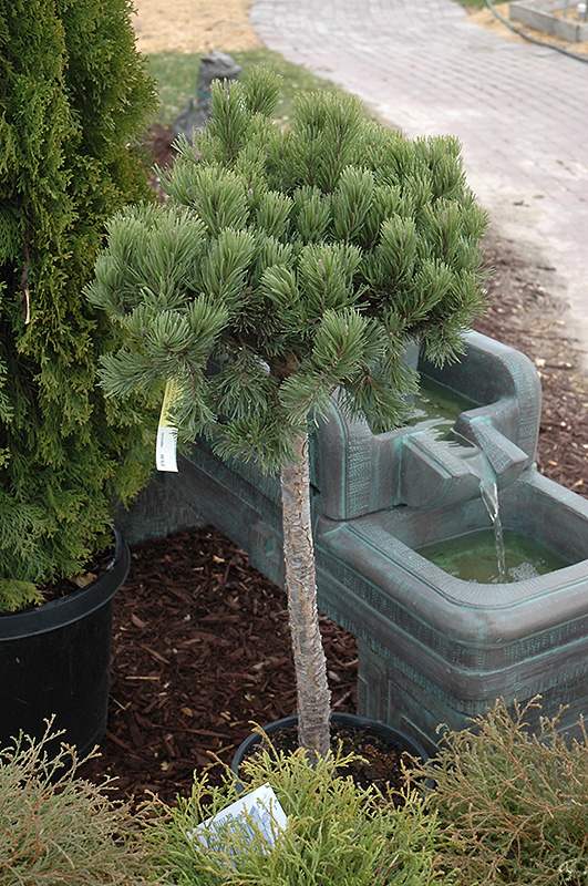 Dwarf Mugo Pine (Pinus mugo 'var. pumilio (tree form)') at Dutch Growers Garden Centre