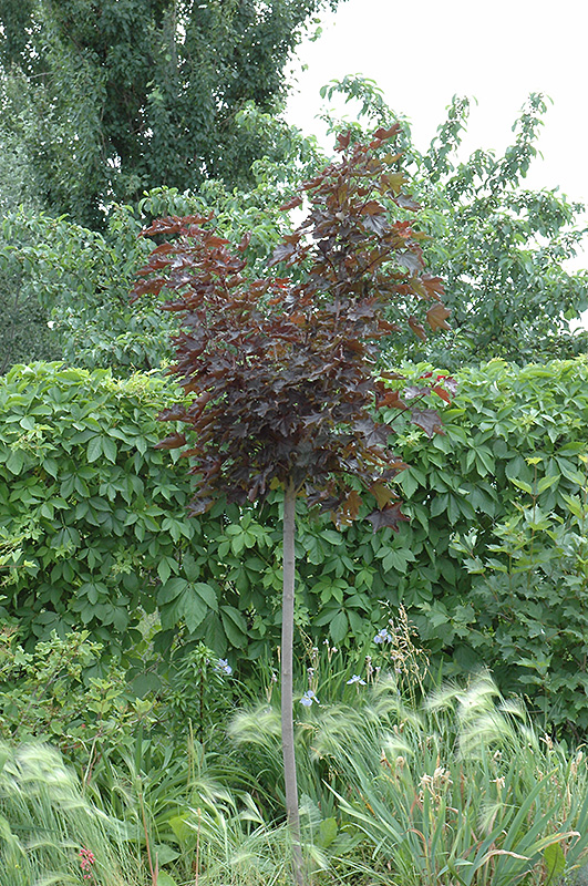 Prairie Splendor Norway Maple (Acer platanoides 'Prairie Splendor') at Dutch Growers Garden Centre