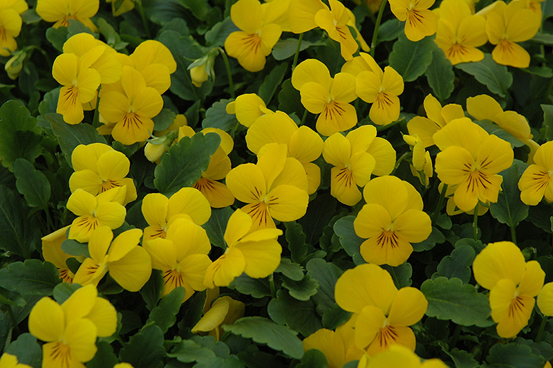 Sorbet XP Yellow Pansy (Viola 'Sorbet XP Yellow') at Dutch Growers Garden Centre