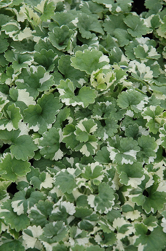 Variegated Ground Ivy (Glechoma hederacea 'Variegata') at Dutch Growers Garden Centre