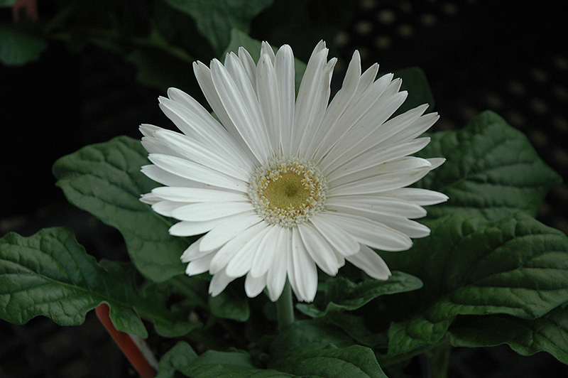 White Gerbera Daisy (Gerbera 'White') at Dutch Growers Garden Centre