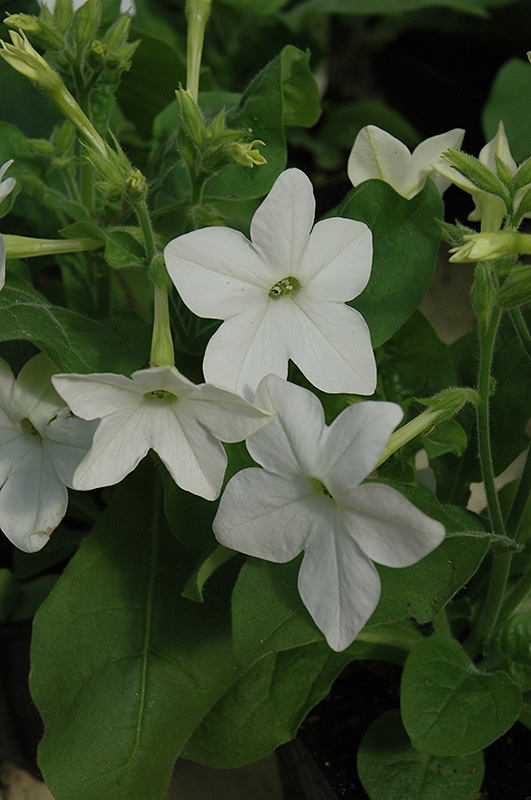 Saratoga White Flowering Tobacco (Nicotiana 'Saratoga White') at Dutch Growers Garden Centre
