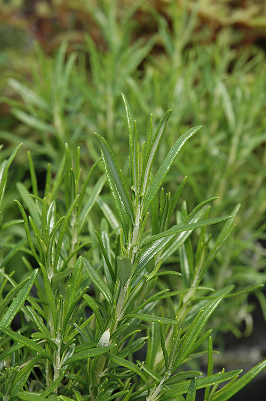 Barbeque Sky Rosemary (Rosmarinus officinalis 'Barbeque Sky') at Dutch Growers Garden Centre
