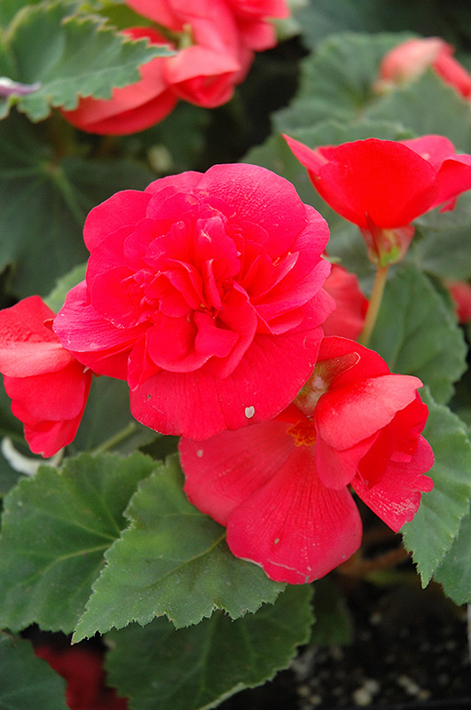 Nonstop Rose Pink Begonia (Begonia 'Nonstop Rose Pink') at Dutch Growers Garden Centre