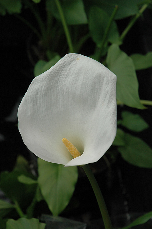 Calla Lily (Zantedeschia aethiopica) at Dutch Growers Garden Centre