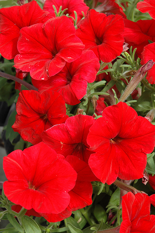 Madness Red Petunia (Petunia 'Madness Red') at Dutch Growers Garden Centre