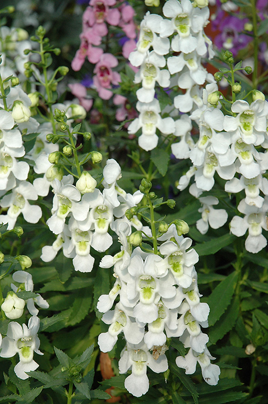 Serena White Angelonia (Angelonia angustifolia 'PAS1209522') at Dutch Growers Garden Centre