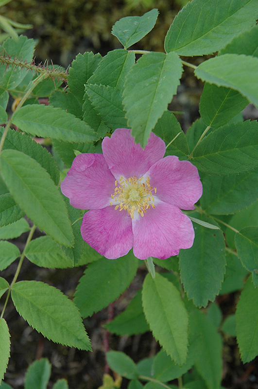 Wild Rose (Rosa woodsii) at Dutch Growers Garden Centre