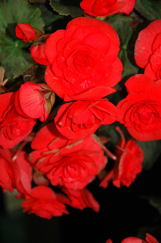 Solenia Red Begonia (Begonia x hiemalis 'Solenia Red') at Dutch Growers Garden Centre