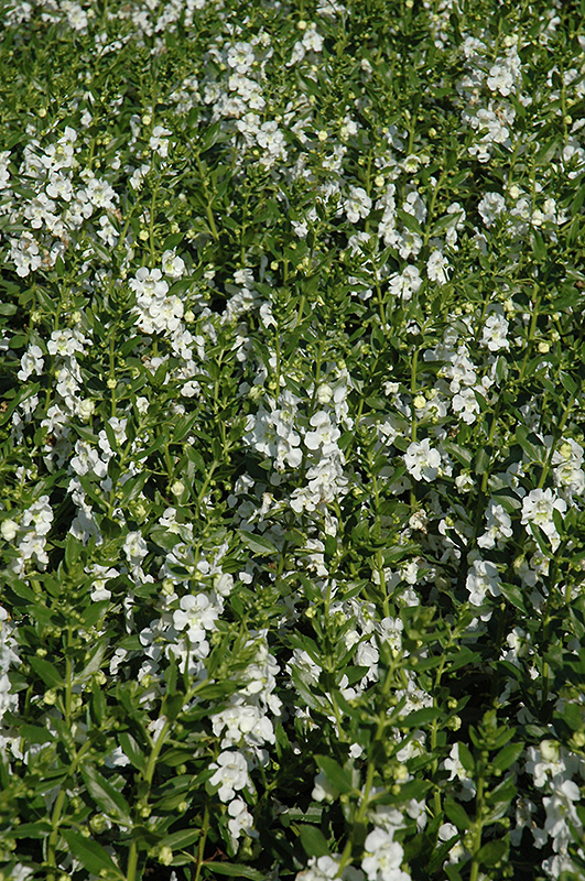 Angelface White Angelonia (Angelonia angustifolia 'Anwhitim') at Dutch Growers Garden Centre