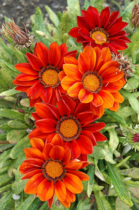 New Day Clear Red Shades (Gazania 'New Day Red Shades') at Dutch Growers Garden Centre