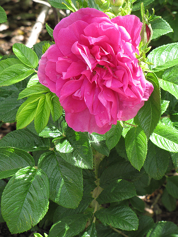 Hansa Rose (Rosa 'Hansa') at Dutch Growers Garden Centre