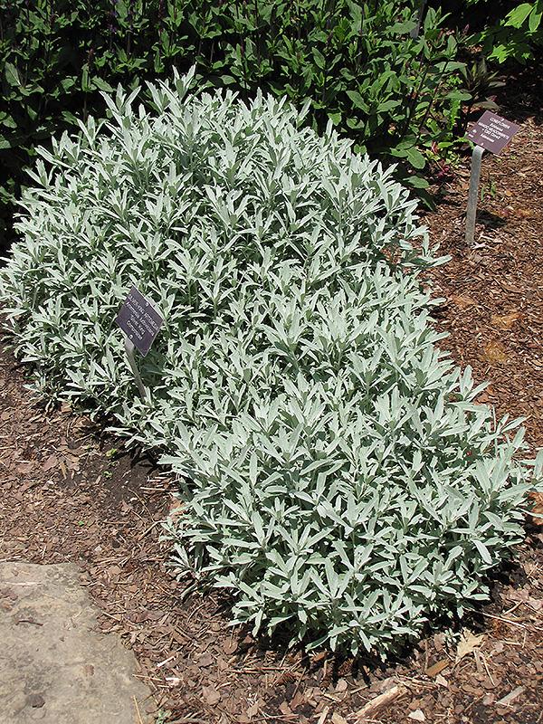 Silver King Artemesia (Artemisia ludoviciana 'Silver King') at Dutch Growers Garden Centre