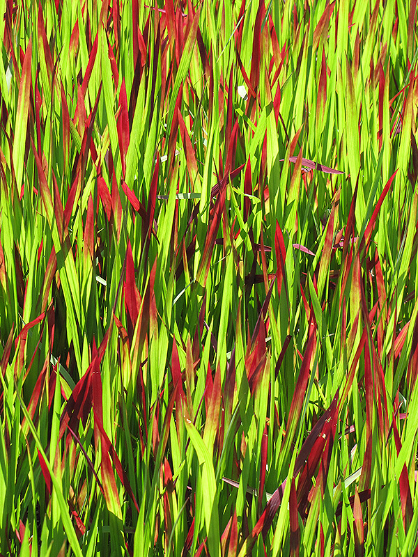 Red Baron Japanese Blood Grass (Imperata cylindrica 'Red Baron') at Dutch Growers Garden Centre