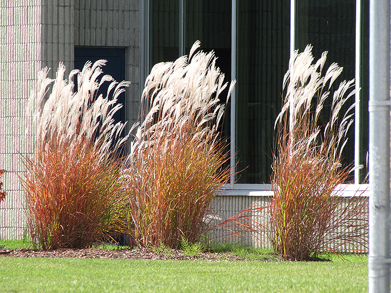 Flame Grass (Miscanthus sinensis 'Purpurascens') at Dutch Growers Garden Centre